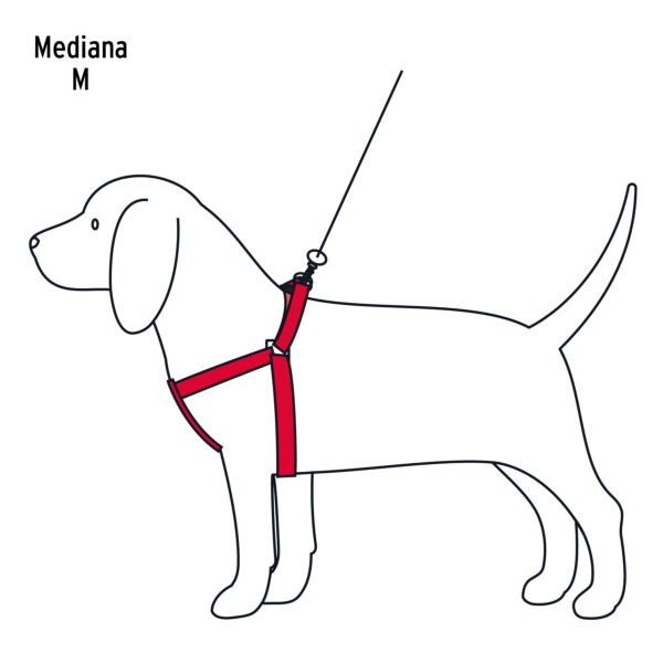 Correa para perro mediana con pechera de 1.5cm ancho